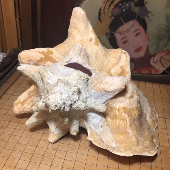 Extra Large Conch Shell Slit Harvest Hole Rustic Surface 9.5”Lx8.25”Wx5.75”H - Picture 5 of 12